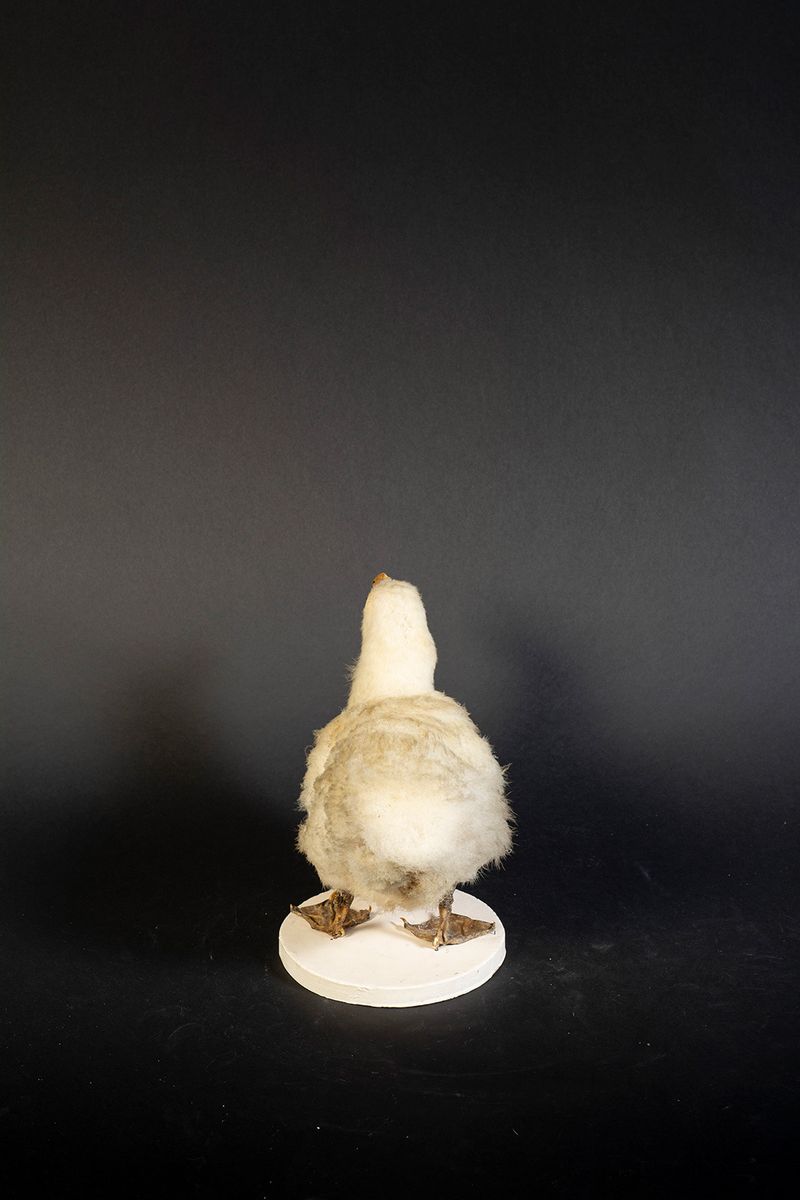 © Marcos Goymil - Image from the Antartic Museum photography project