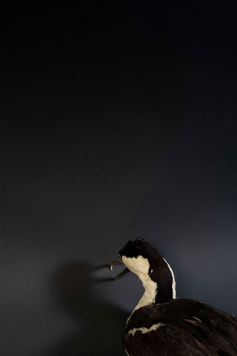 © Marcos Goymil - Image from the Antartic Museum photography project