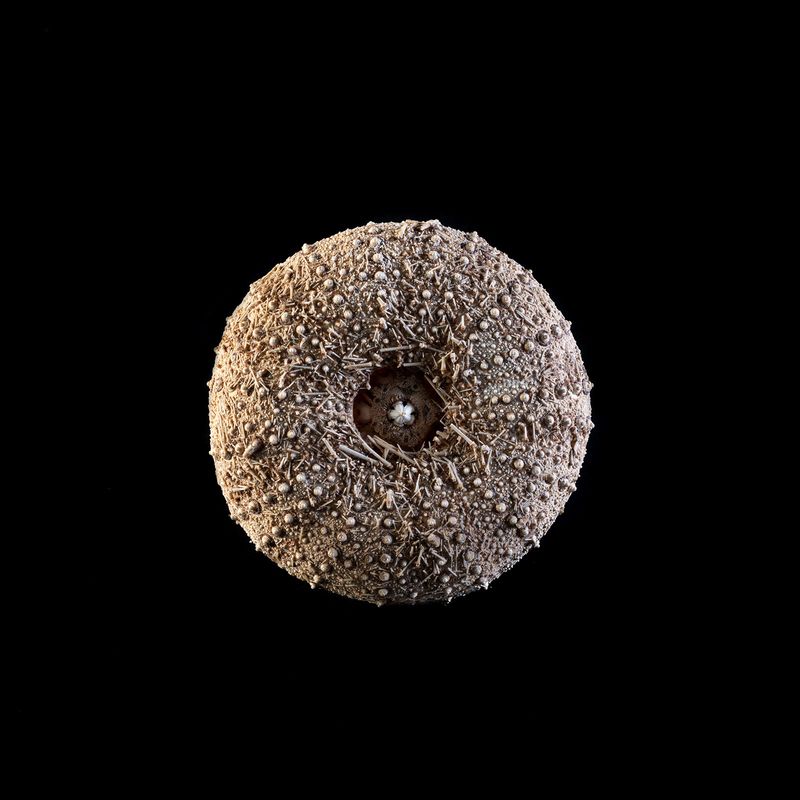 © Marcos Goymil - Image from the Antartic Museum photography project