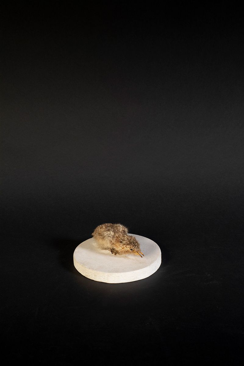 © Marcos Goymil - Image from the Antartic Museum photography project