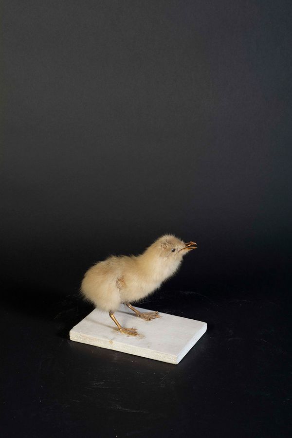 © Marcos Goymil - Image from the Antartic Museum photography project