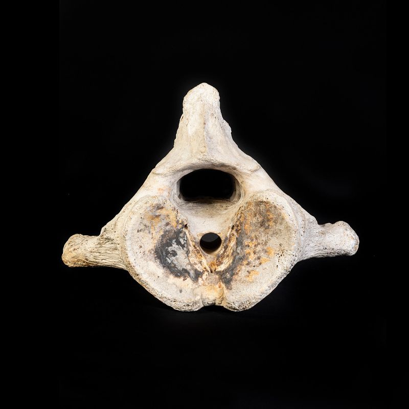 © Marcos Goymil - Image from the Antartic Museum photography project