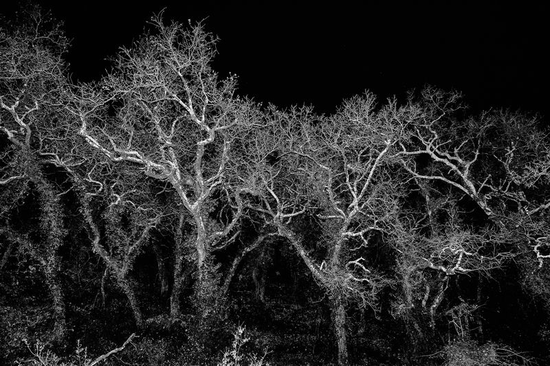 © Ricardo Lopes - Pombal, Portugal, 9/1/2021 - Native Oak trees, covered in climbing vines, which makes them more vulnerable to wildfires.