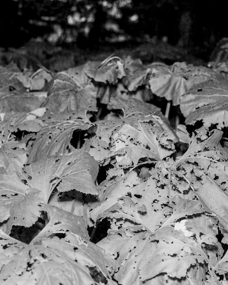 © Kai Wasikowski - Foliage (Blithewold Arboretum), 2021 inkjet print, 110 x 87 cm