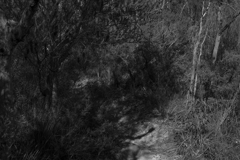 © Kai Wasikowski - Path #1 (Royal National Park), 2022 110 x 224 cm
