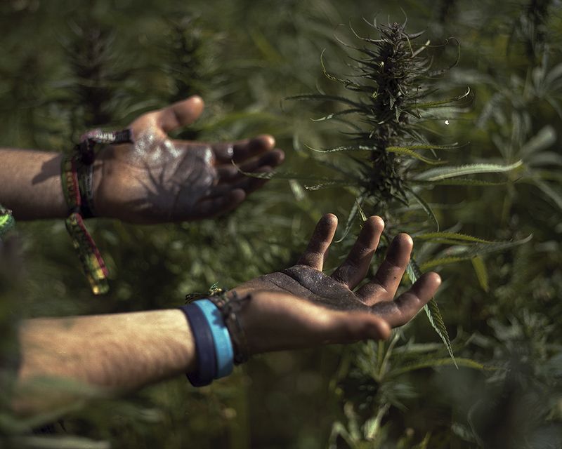 © Ksenia Burnasheva - Adam's_hands_after_running_through_the_field