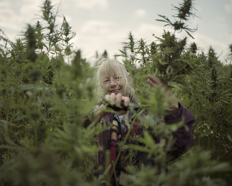 © Ksenia Burnasheva - Hand_harvest_volunteer