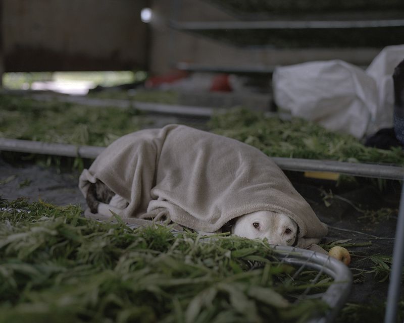 © Ksenia Burnasheva - Pablo_wrapped_as_burrito_and_his_apple