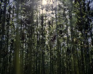 Hempen