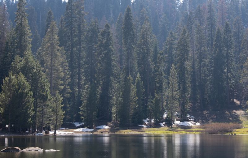 © Danelle Cole - Image from the Sequoia’s Mortality photography project