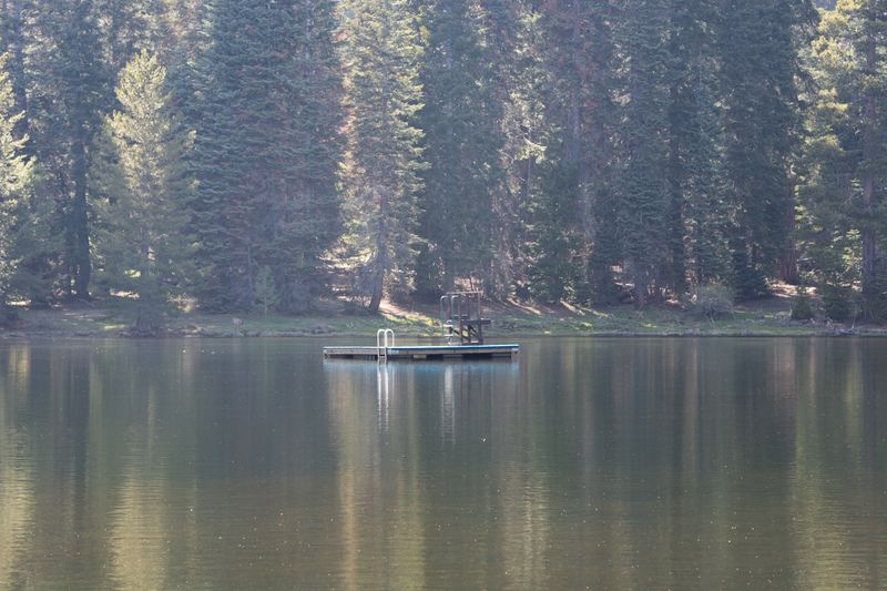 © Danelle Cole - Image from the Sequoia’s Mortality photography project