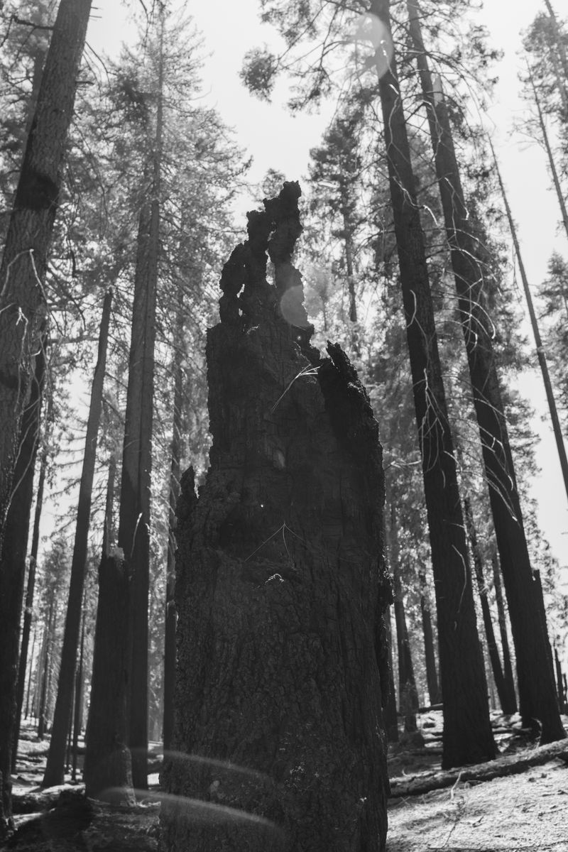 © Danelle Cole - Image from the Sequoia’s Mortality photography project