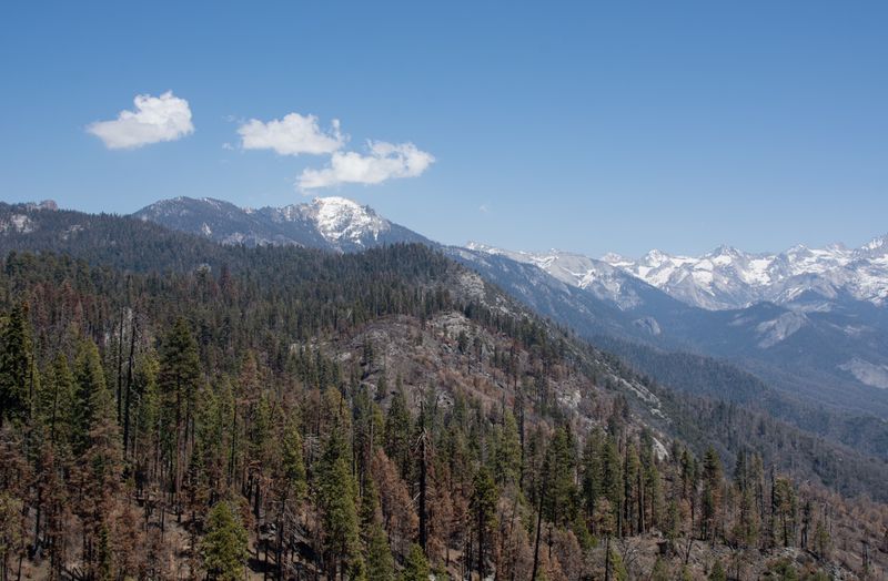 © Danelle Cole - Image from the Sequoia’s Mortality photography project