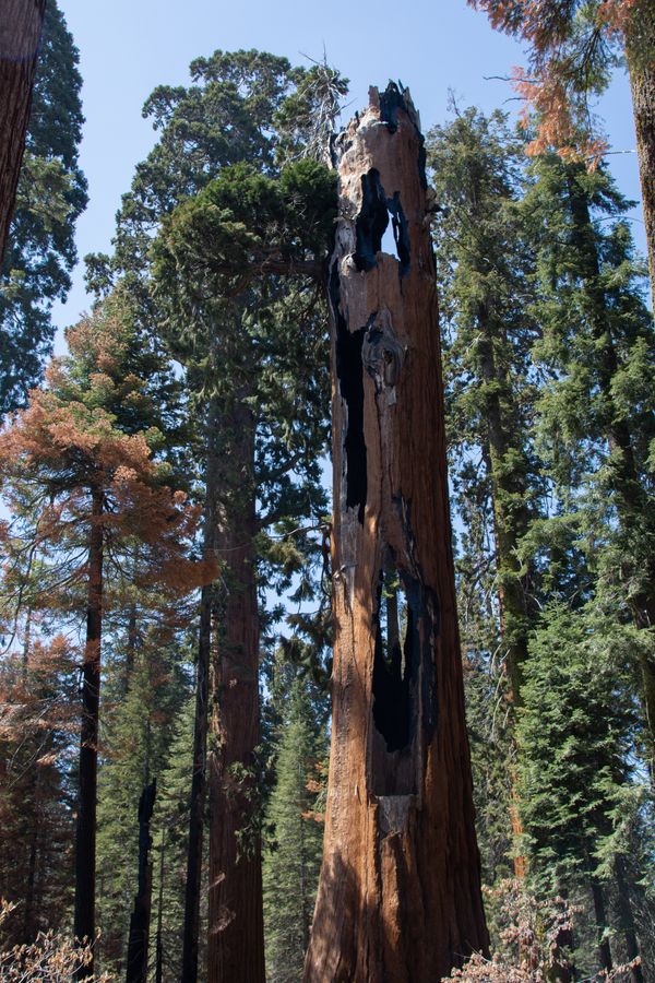 © Danelle Cole - Image from the Sequoia’s Mortality photography project