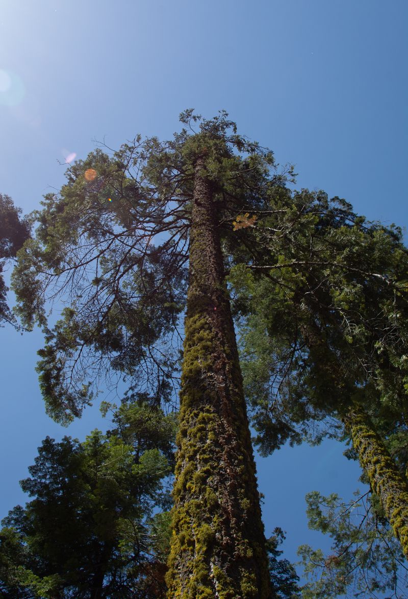 © Danelle Cole - Image from the Sequoia’s Mortality photography project