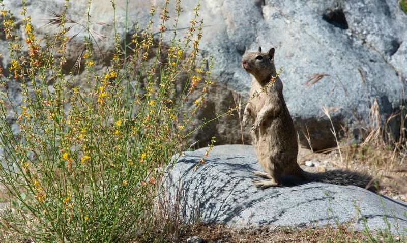 © Danelle Cole - Image from the Sequoia’s Mortality photography project