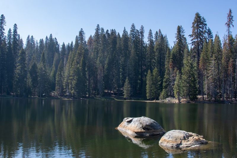 © Danelle Cole - Image from the Sequoia’s Mortality photography project