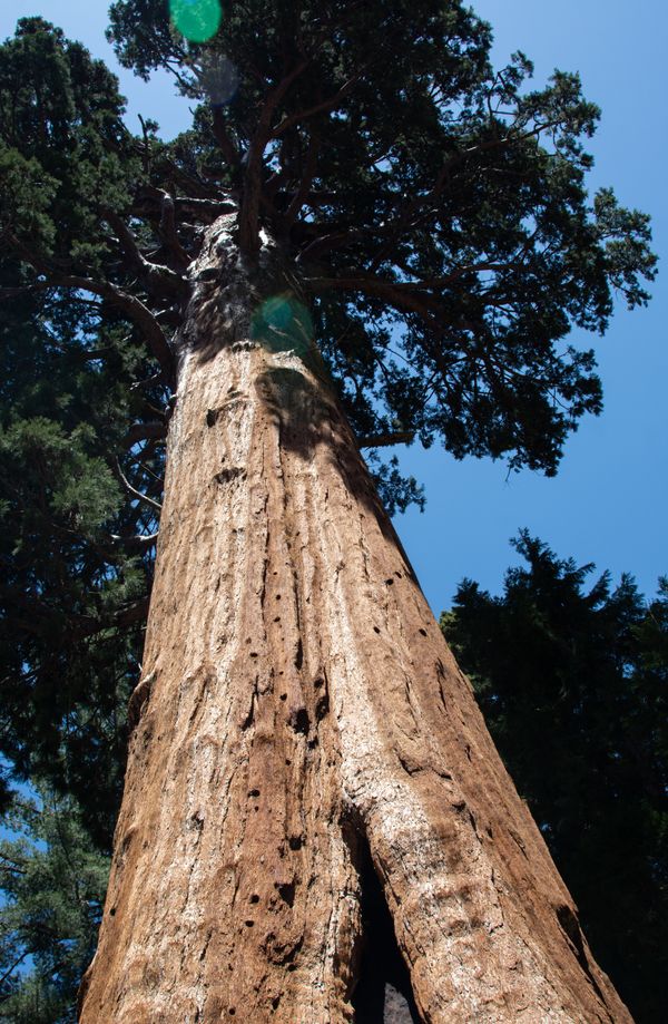 © Danelle Cole - Image from the Sequoia’s Mortality photography project