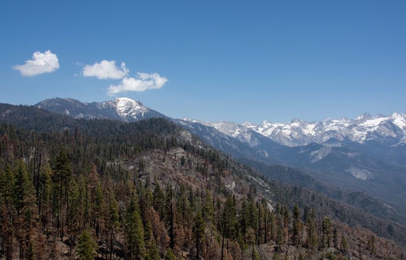 © Danelle Cole - Image from the Sequoia’s Mortality photography project