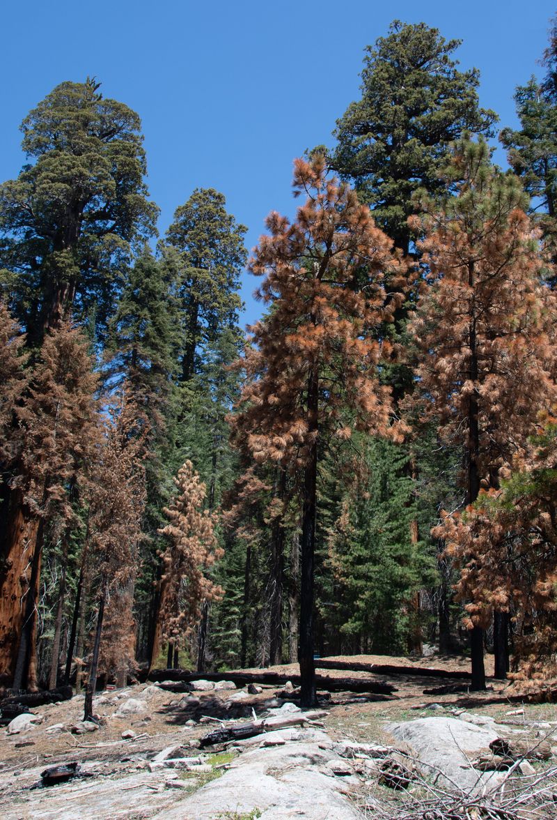 © Danelle Cole - Image from the Sequoia’s Mortality photography project