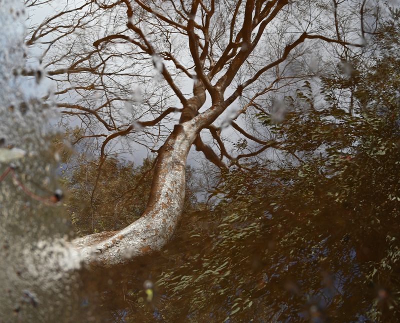 © Danelle Cole - reflection that feels painted