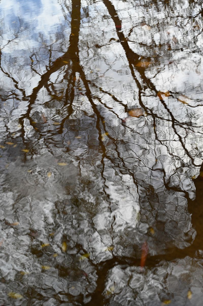 © Danelle Cole - Ripples