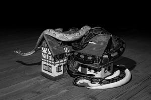 1492/1619 American Aftermaths Grant