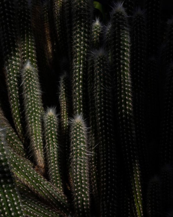 Anne Gabriel-Jürgens | special mention 2020