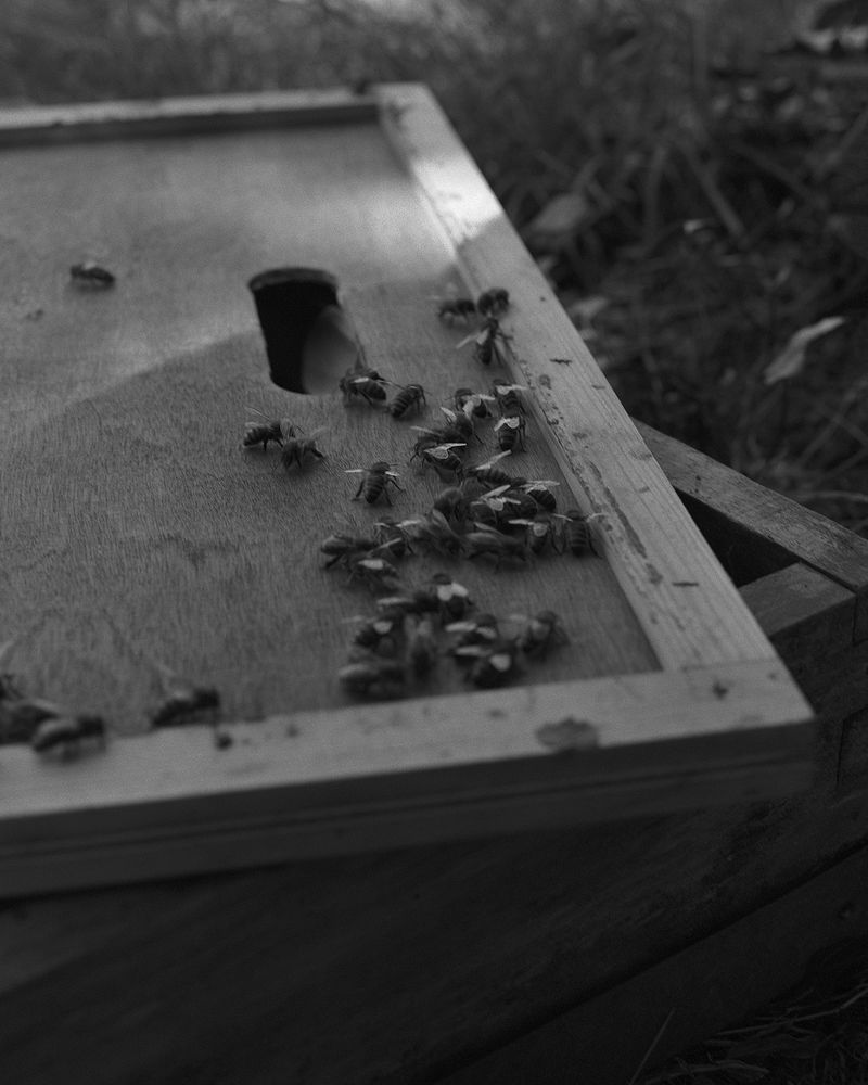 © Sadie Catt - Image from the Beekeeper photography project