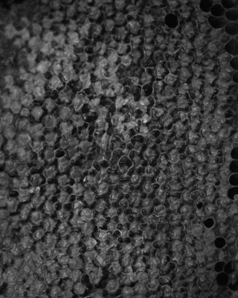 © Sadie Catt - Image from the Beekeeper photography project