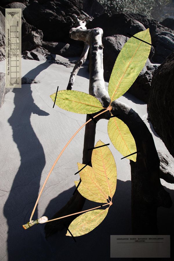 © Claudia Jaguaribe - Image from the Traveling Species photography project