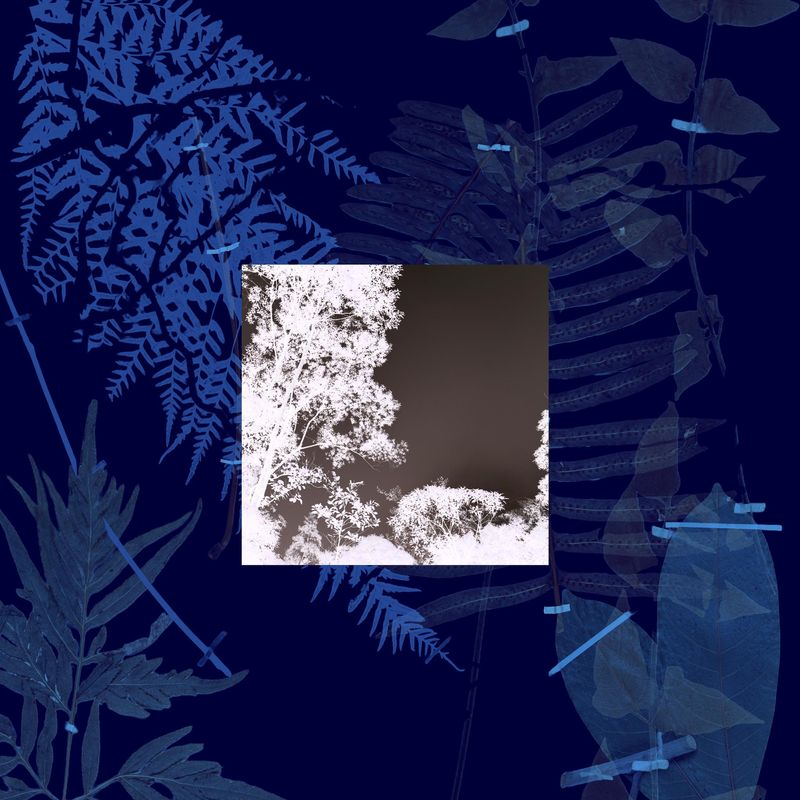 © Claudia Jaguaribe - Image from the Traveling Species photography project