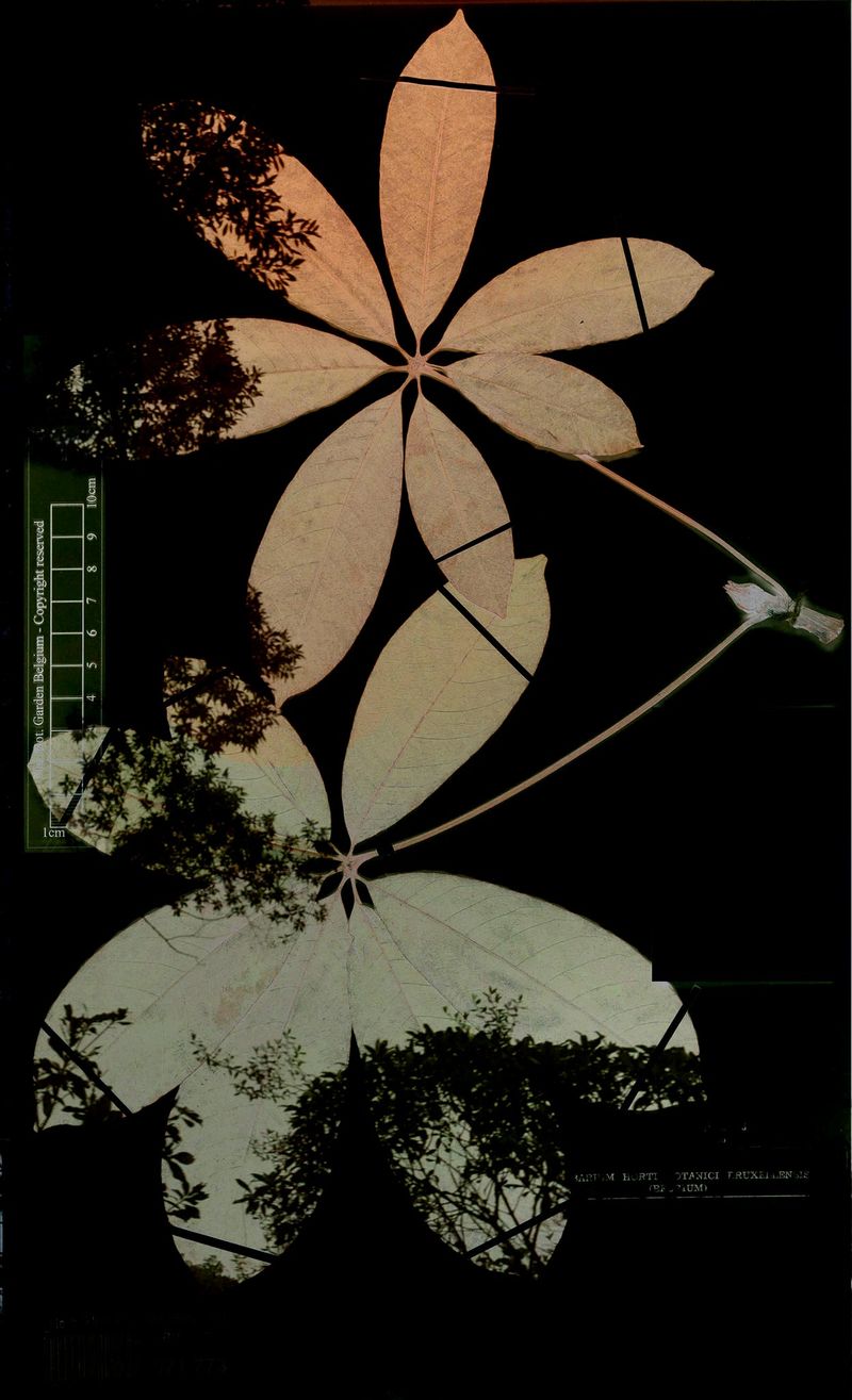 © Claudia Jaguaribe - Image from the Traveling Species photography project