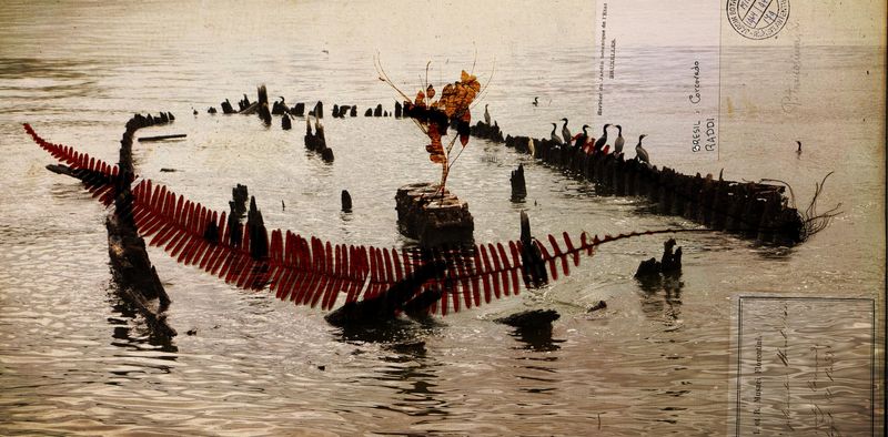 © Claudia Jaguaribe - Image from the Traveling Species photography project