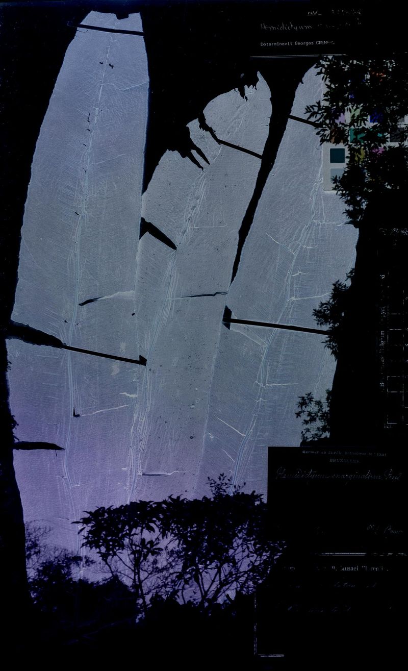 © Claudia Jaguaribe - Image from the Traveling Species photography project