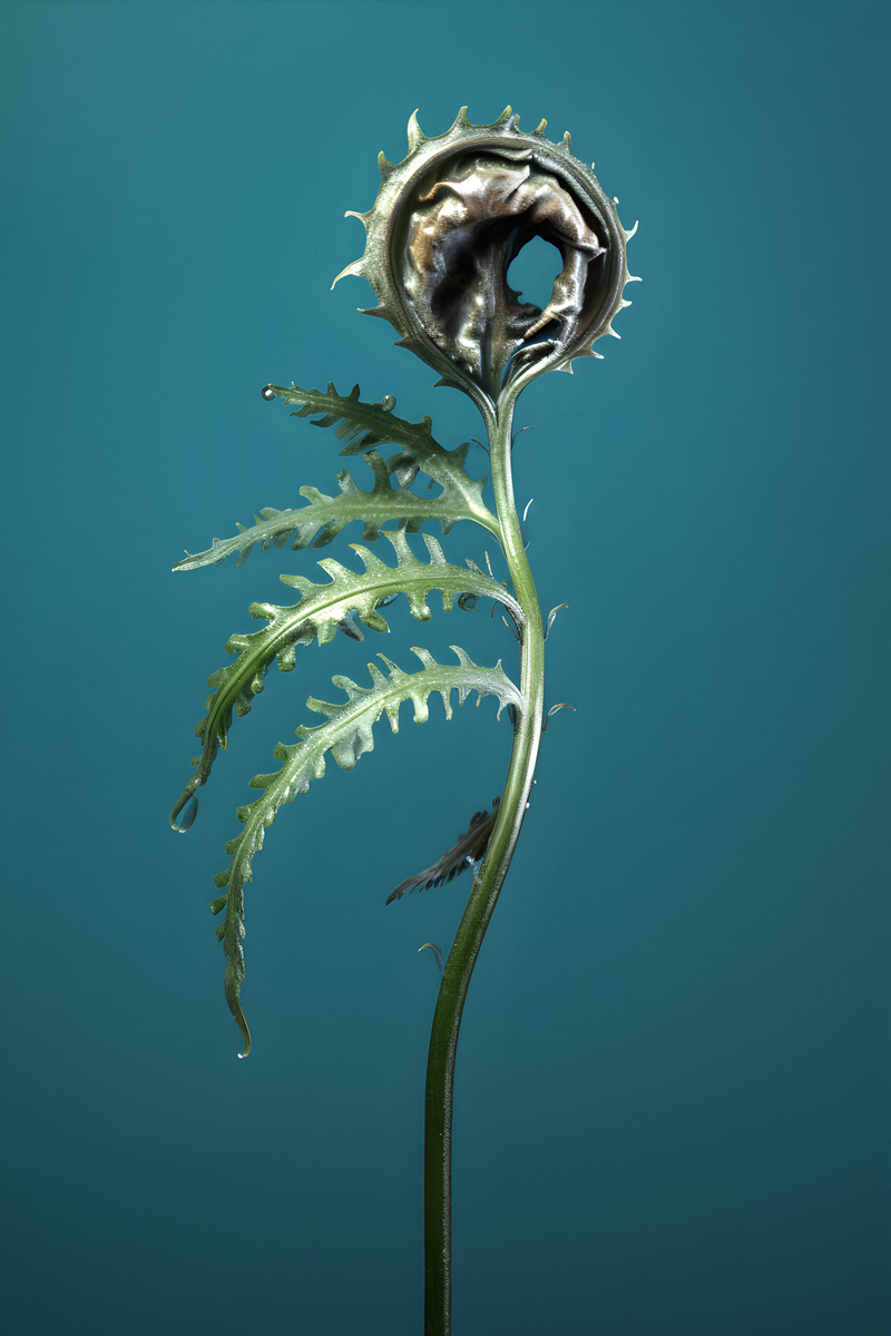 © Claudia Jaguaribe - Image from the Vivarium photography project