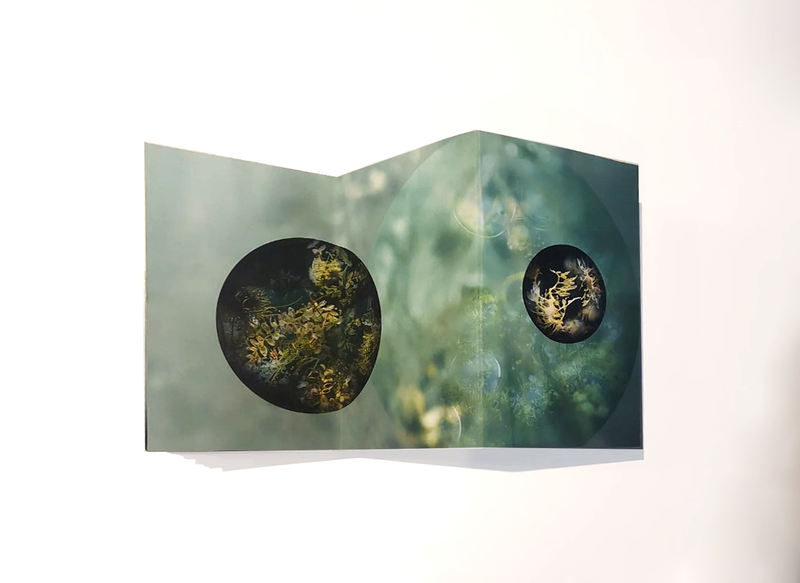 © Claudia Jaguaribe - Image from the Vivarium photography project