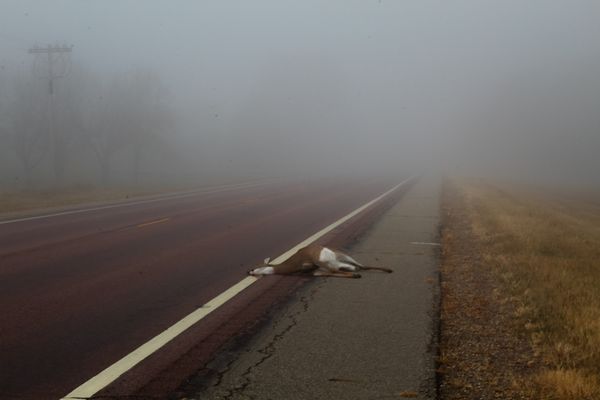 © Evelyne Anderson - Untitled #4 (Doe), 2024