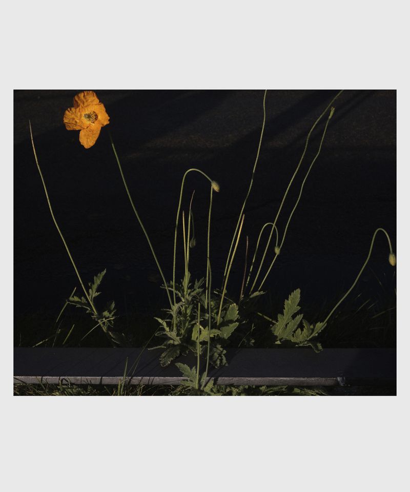 © Ville Varumo - Image from the The Garden photography project