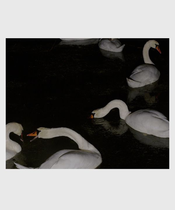 © Ville Varumo - Image from the The Garden photography project