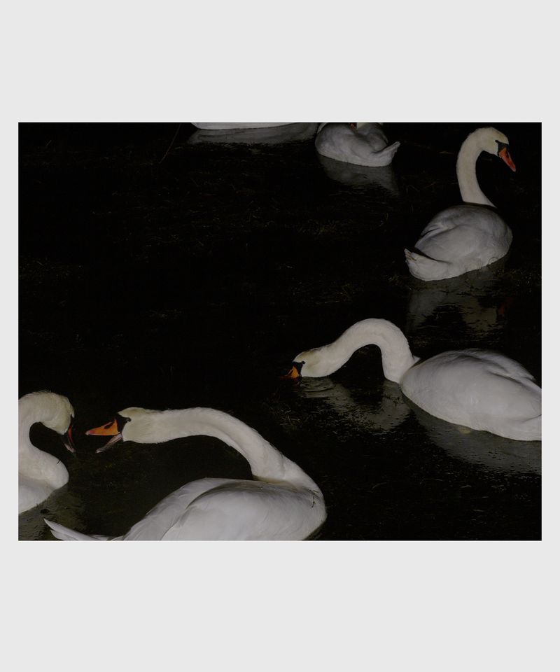 © Ville Varumo - Image from the The Garden photography project