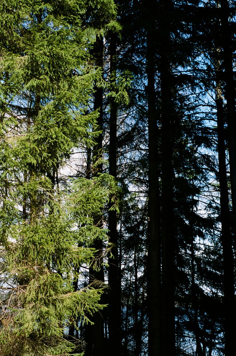 © Sheung Yiu - A Finnish Forest split in half by sunlight