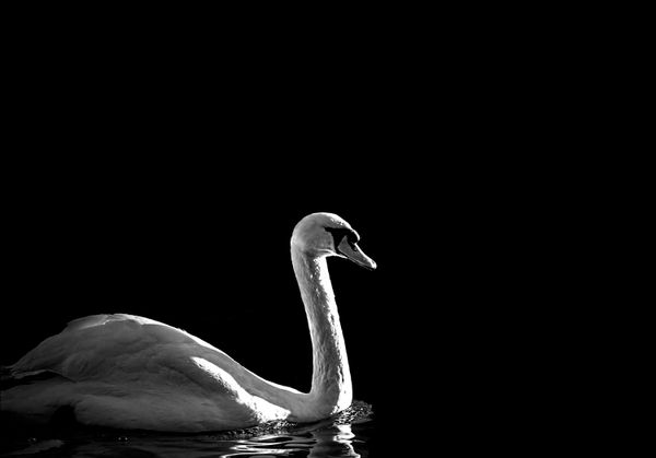 © Marina Papagianni - Pride