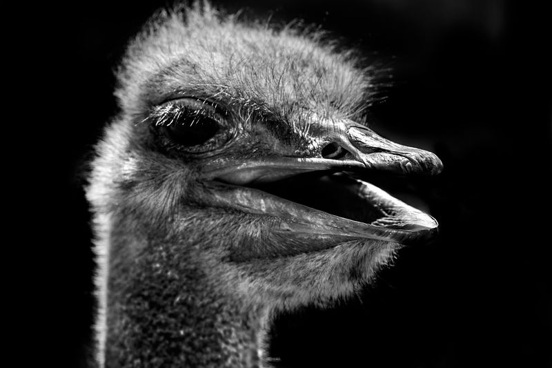 © Marina Papagianni - Stupefaction