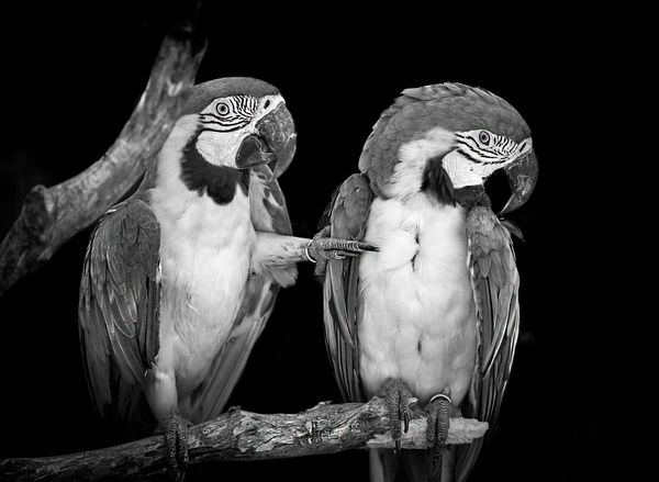 © Marina Papagianni - Resentment