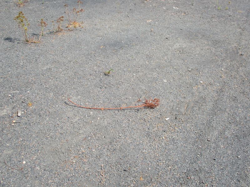 © Denise Ogan - Image from the No rain today photography project