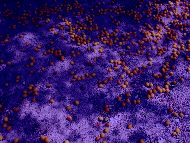 © Denise Ogan - Image from the No rain today photography project