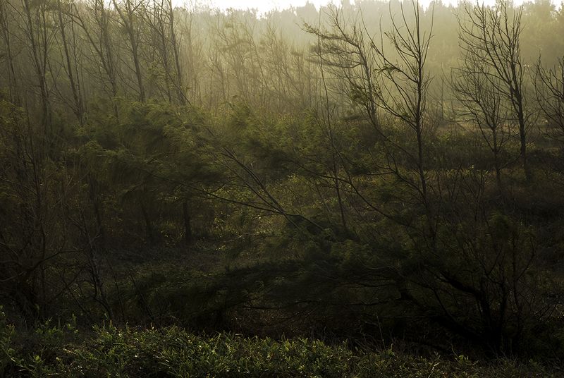© Andrea Selene Morales Ugalde - The forest as an emotional reflection on the outside of what is felt on the inside.
