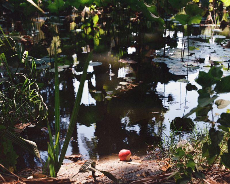 © Najla Said - N 30° 1.764240 E 31° 12.793860"Between the lotus flowers"