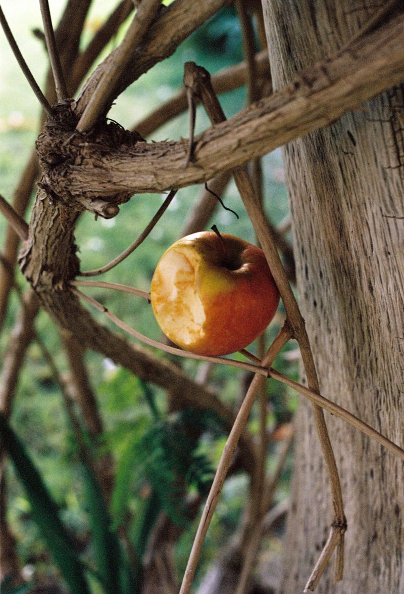 © Najla Said - Image from the Garden of Cairo photography project